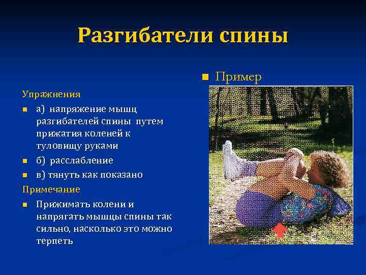    Разгибатели спины       n  Пример