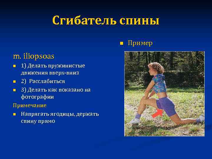   Сгибатель спины      n  Пример m. iliopsoas