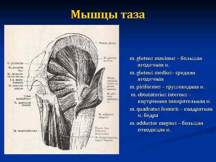 Задние мышцы таза. Мышцы таза. Внутренняя запирательная мышца. Квадратная мышца таза.