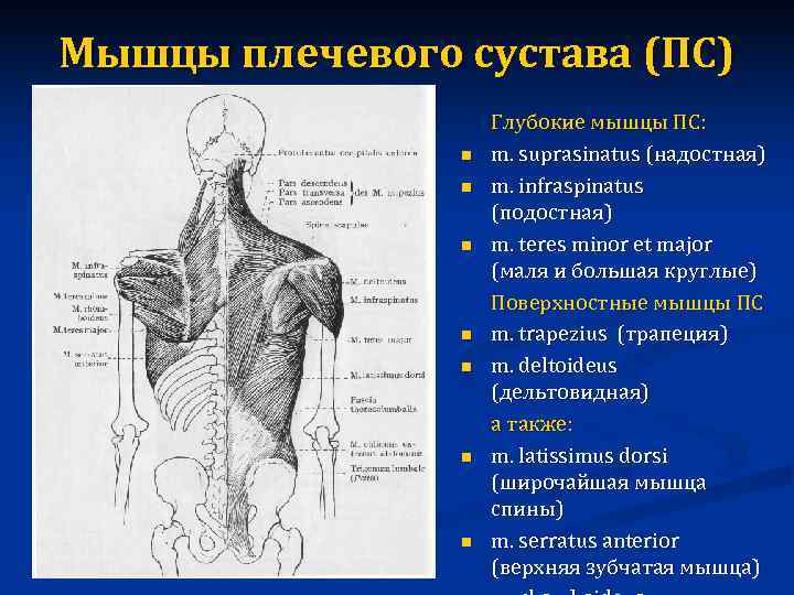 Мышцы плечевого сустава (ПС)     Глубокие мышцы ПС:   n