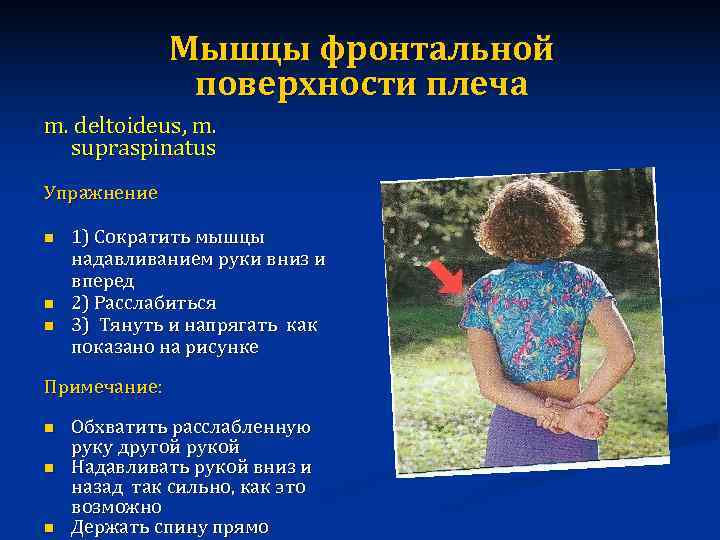    Мышцы фронтальной    поверхности плеча m. deltoideus, m. 