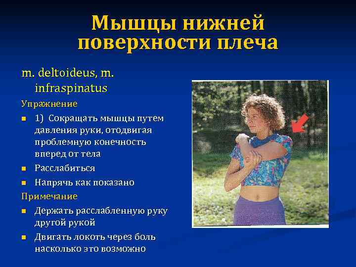   Мышцы нижней  поверхности плеча m. deltoideus, m.  infraspinatus Упражнение n