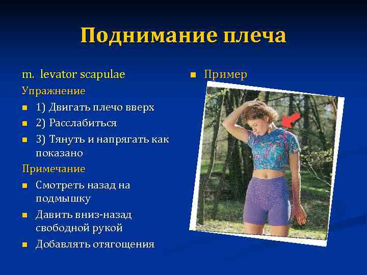    Поднимание плеча m. levator scapulae  n  Пример Упражнение n