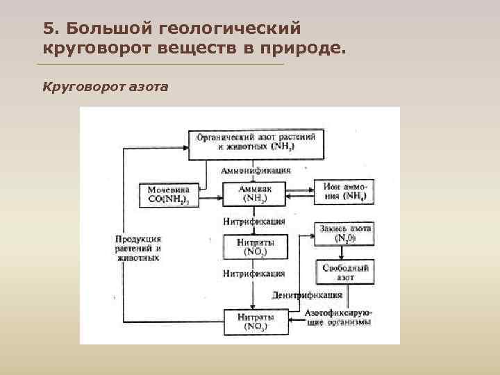 5. Большой геологический круговорот веществ в природе.  Круговорот азота 