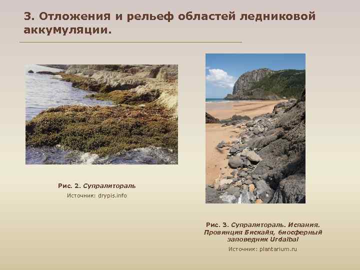 3. Отложения и рельеф областей ледниковой аккумуляции.  Рис. 2. Супралитораль  Источник: drypis.