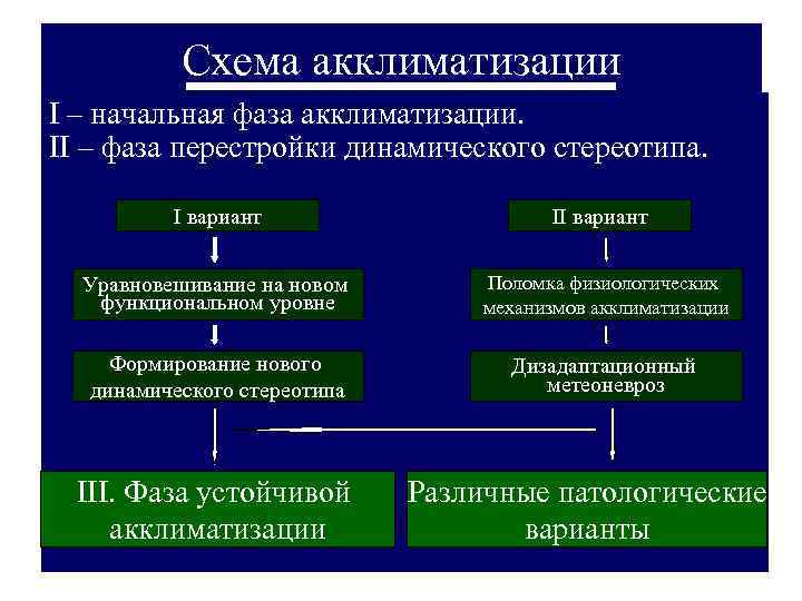 Схема акклиматизации I – начальная фаза акклиматизации. II – фаза перестройки Схема акклиматизации I – начальная фаза акклиматизации. II – фаза перестройки