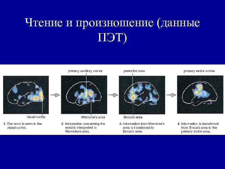 Чтение и произношение (данные ПЭТ) Чтение и произношение (данные ПЭТ)
