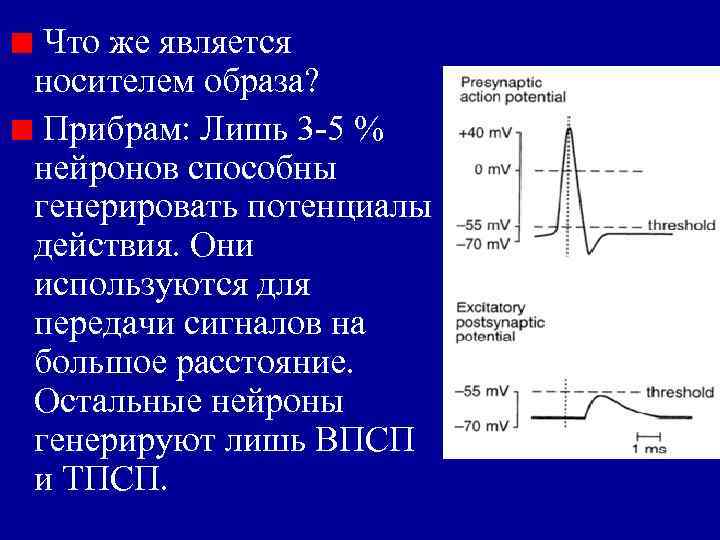 Что же является носителем образа? Прибрам: Лишь 3 -5 % нейронов способны Что же является носителем образа? Прибрам: Лишь 3 -5 % нейронов способны