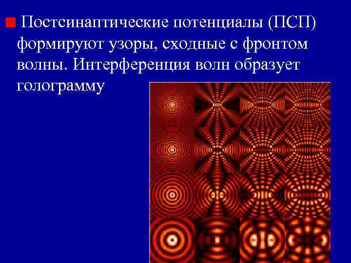 Постсинаптические потенциалы (ПСП) формируют узоры, сходные с фронтом волны. Интерференция волн образует голограмму Постсинаптические потенциалы (ПСП) формируют узоры, сходные с фронтом волны. Интерференция волн образует голограмму