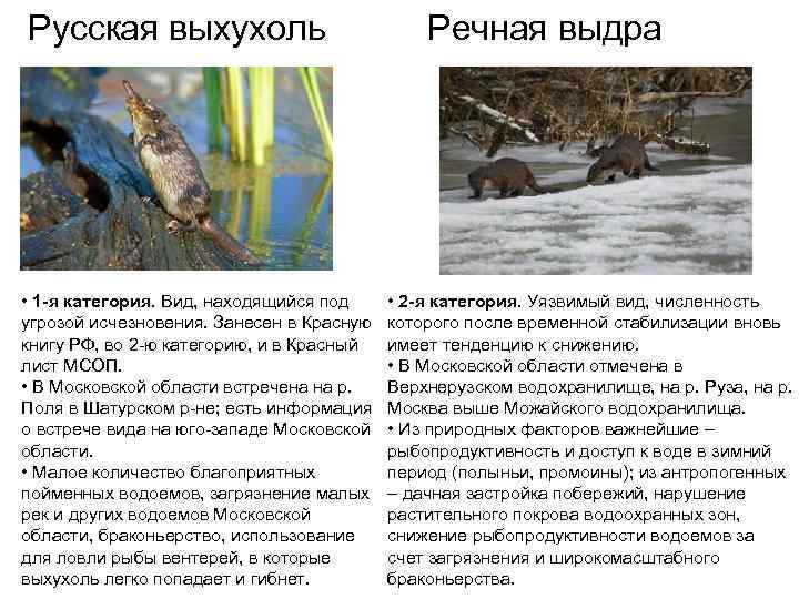 Русская выхухоль      Речная выдра • 1 -я категория. Вид,