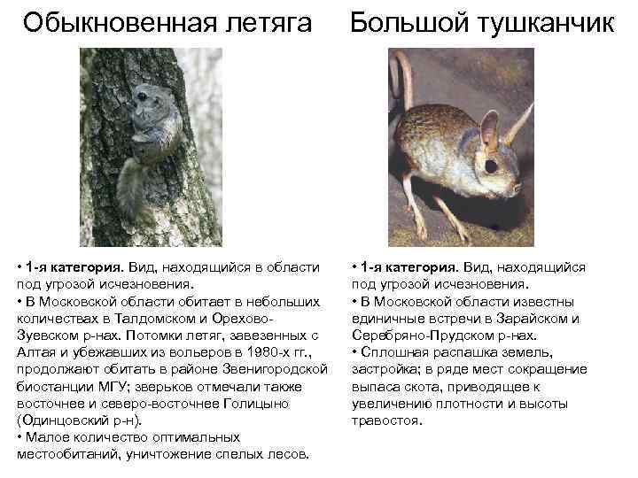 Обыкновенная летяга     Большой тушканчик • 1 -я категория. Вид, находящийся