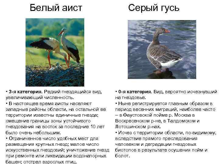    Белый аист      Серый гусь • 3