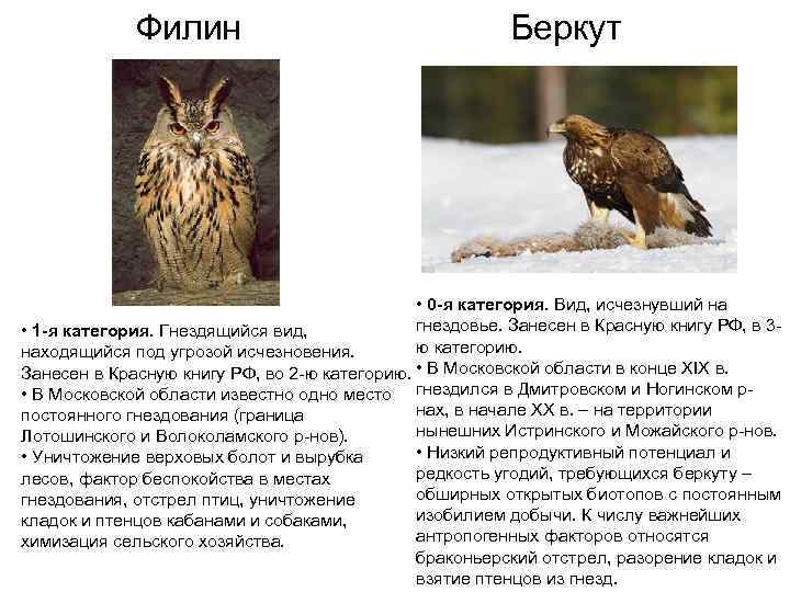   Филин       Беркут    