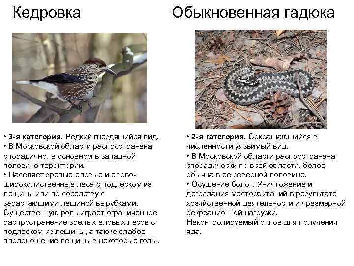  Кедровка      Обыкновенная гадюка • 3 -я категория. Редкий