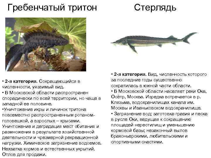  Гребенчатый тритон      Стерлядь     •