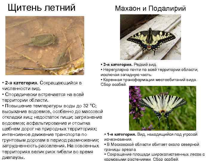  Щитень летний       Махаон и Подалирий  