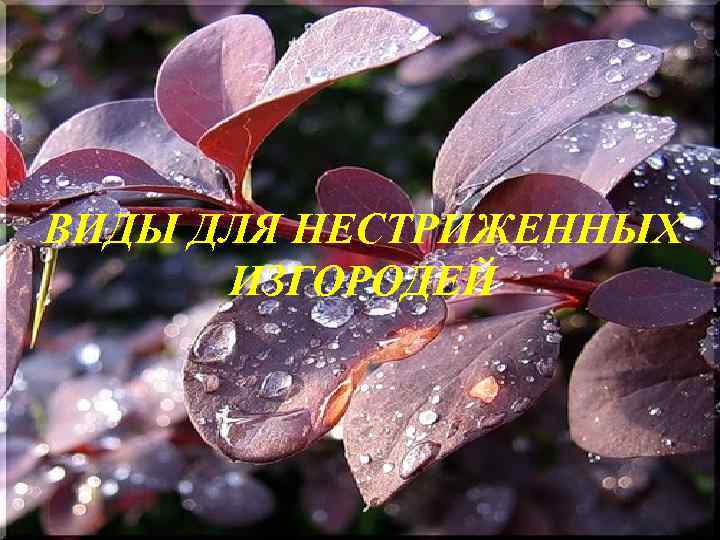 ВИДЫ ДЛЯ НЕСТРИЖЕННЫХ  ИЗГОРОДЕЙ 