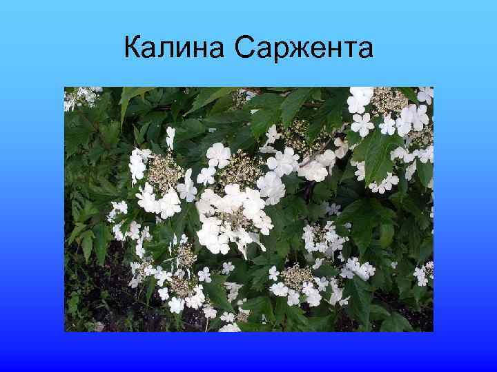 Калина Саржента 