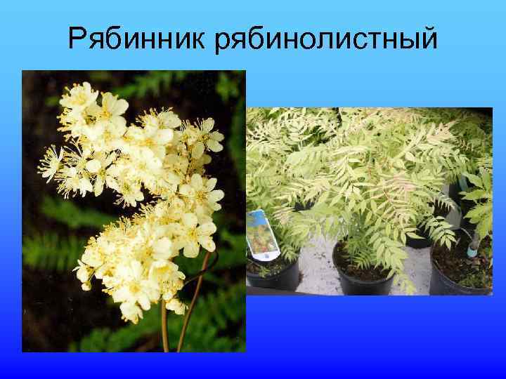 Рябинник рябинолистный 