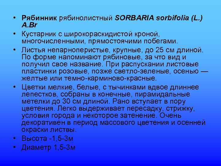  • Рябинник рябинолистный SORBARIA sorbifolia (L. )  A. Br • Кустарник с