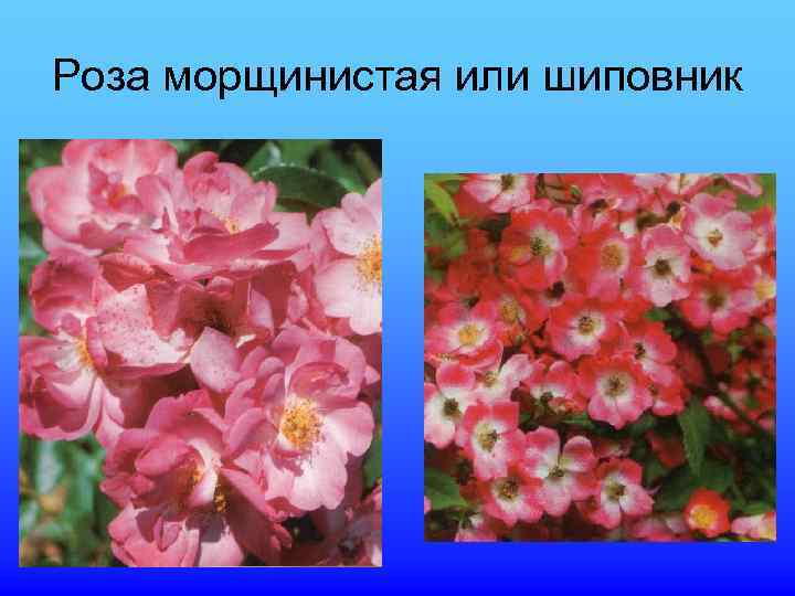 Роза морщинистая или шиповник 