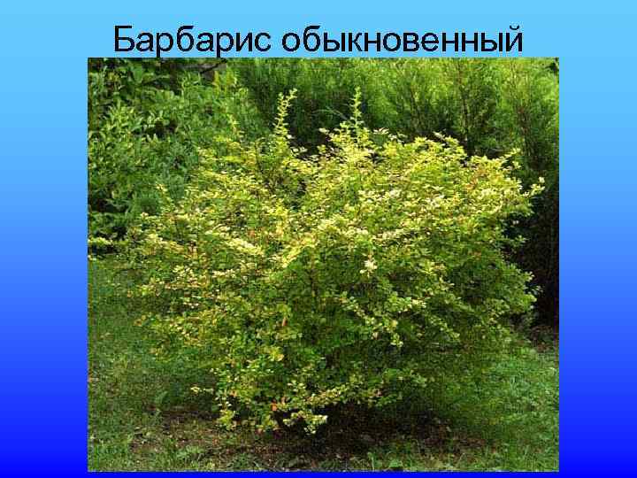 Барбарис обыкновенный 