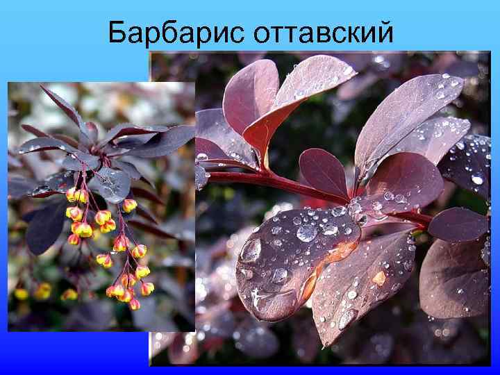 Барбарис оттавский 