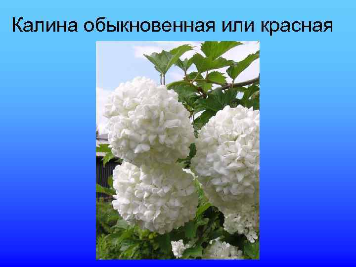 Калина обыкновенная или красная 