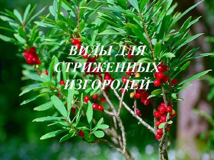  ВИДЫ ДЛЯ СТРИЖЕННЫХ ИЗГОРОДЕЙ 