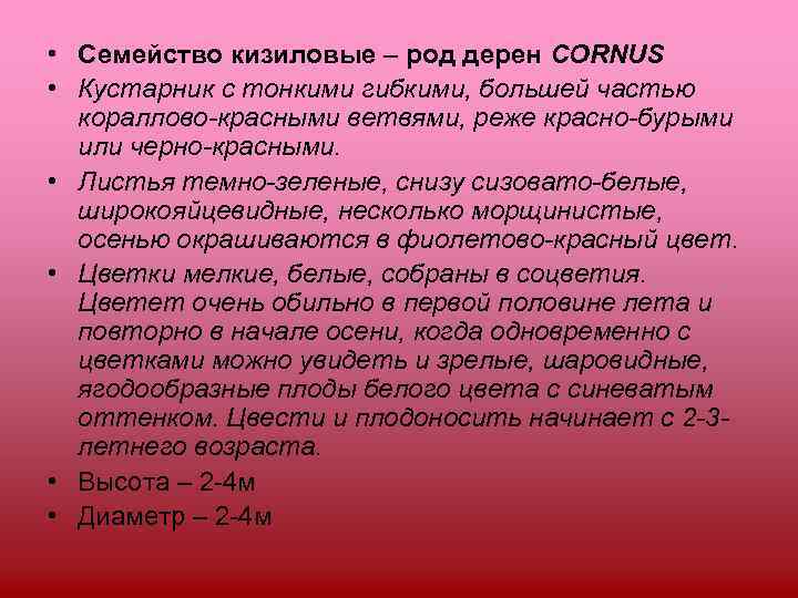  • Семейство кизиловые – род дерен CORNUS • Кустарник с тонкими гибкими, большей