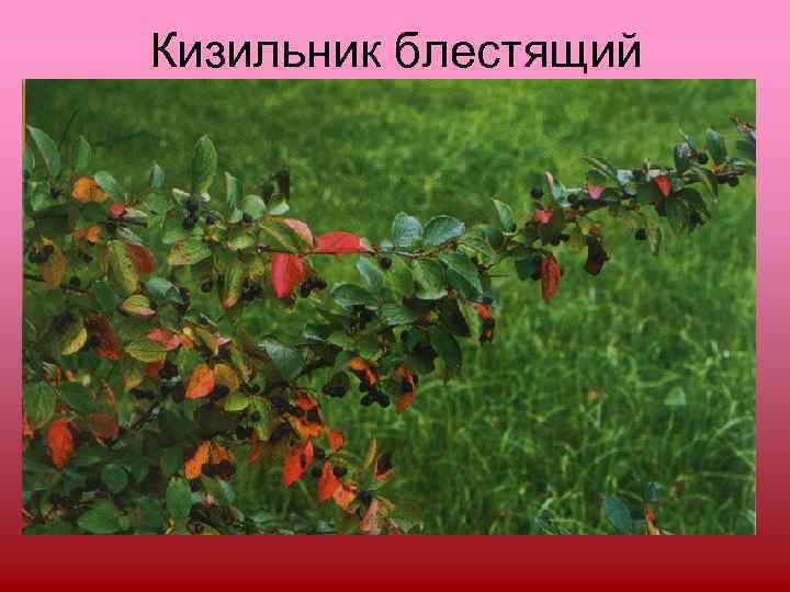 Кизильник блестящий 