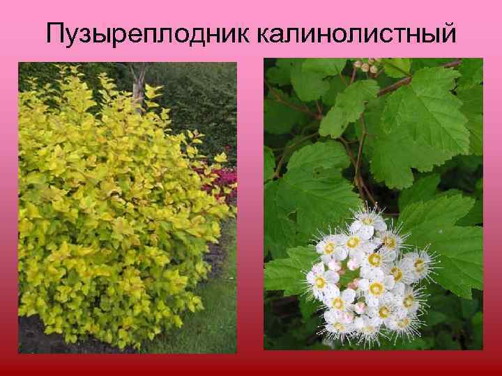 Пузыреплодник калинолистный 