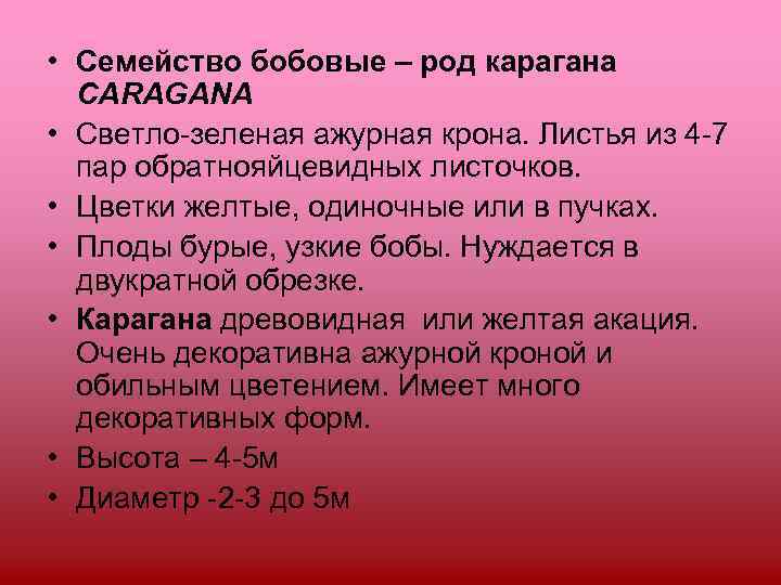  • Семейство бобовые – род карагана  CARAGANA • Светло-зеленая ажурная крона. Листья