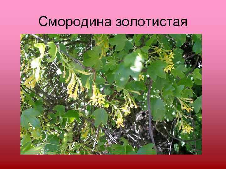 Смородина золотистая 