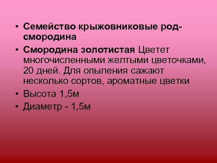  • Семейство крыжовниковые род-  смородина • Смородина золотистая Цветет  многочисленными желтыми
