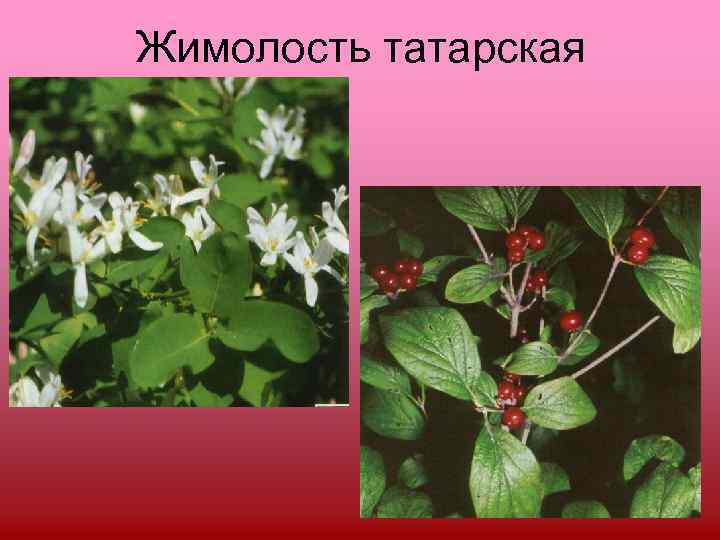 Жимолость татарская 