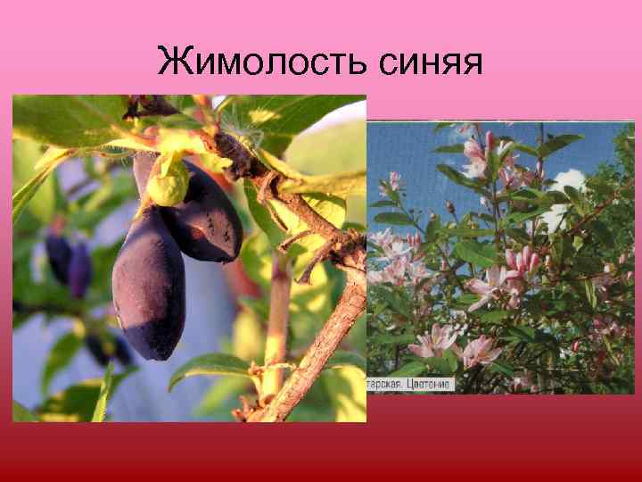 Жимолость синяя 