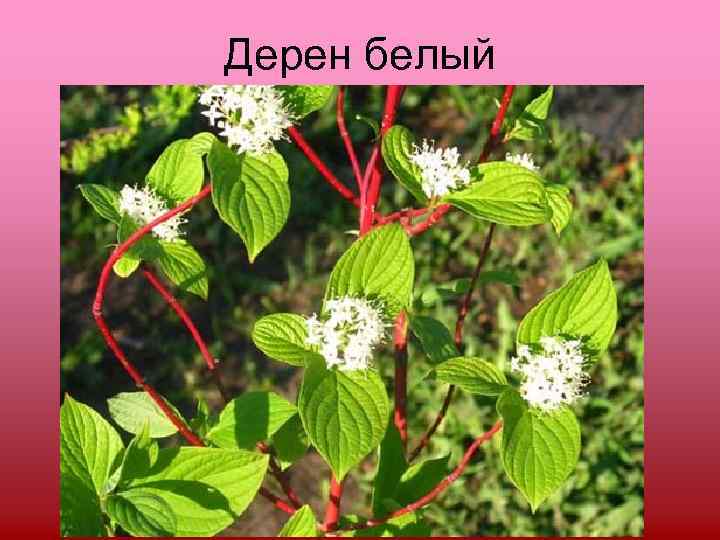 Дерен белый 