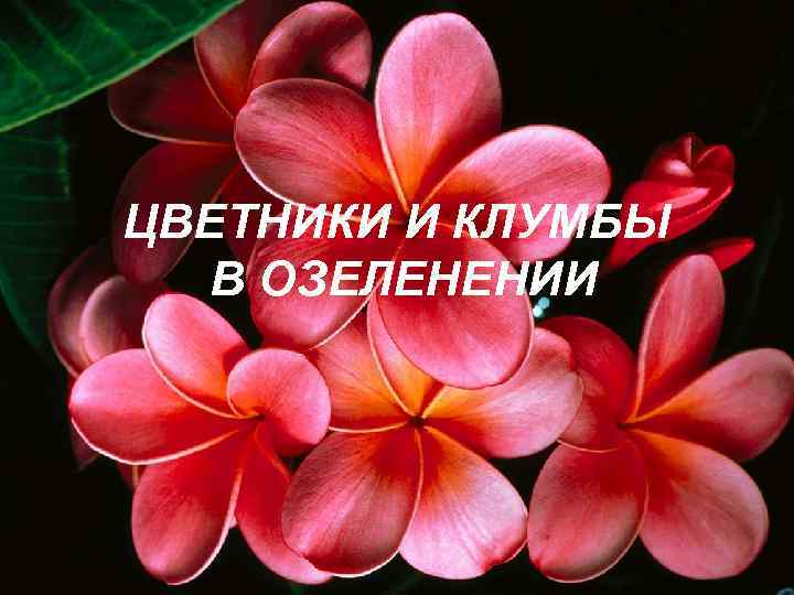 ЦВЕТНИКИ И КЛУМБЫ  В ОЗЕЛЕНЕНИИ 