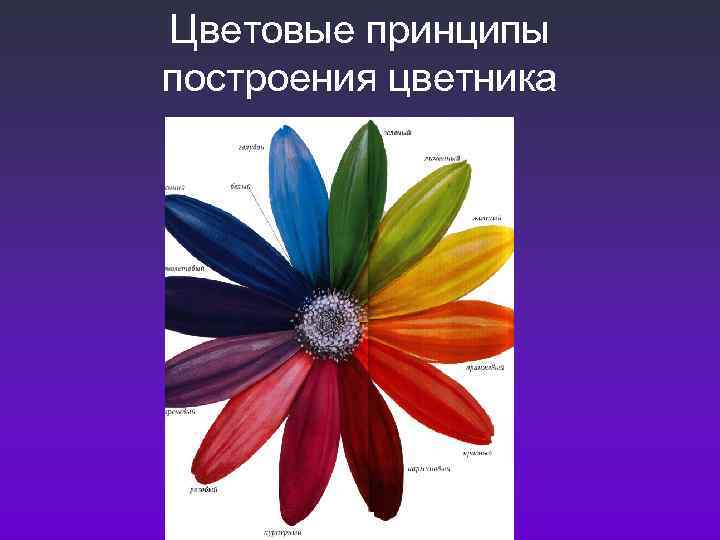 Цветовые принципы построения цветника 