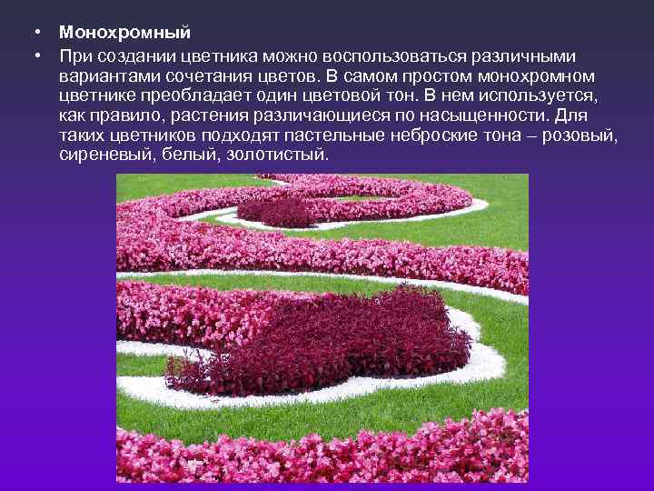  • Монохромный • При создании цветника можно воспользоваться различными  вариантами сочетания цветов.