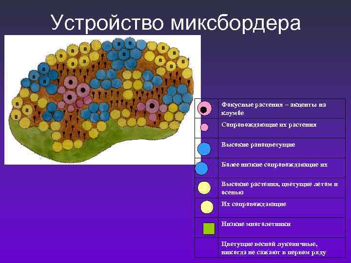 Устройство миксбордера   Фокусные растения – акценты на    клумбе 