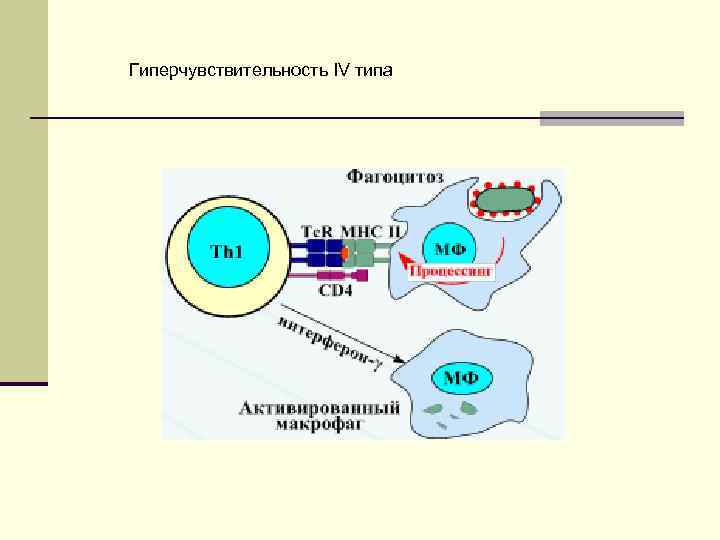 Схема гиперчувствительности 2 типа