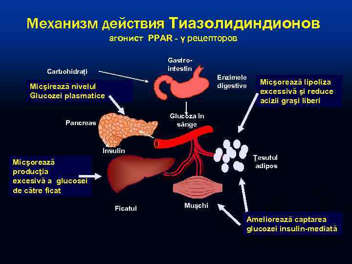   Механизм действия Тиазолидиндионов      агонист PPAR - γ