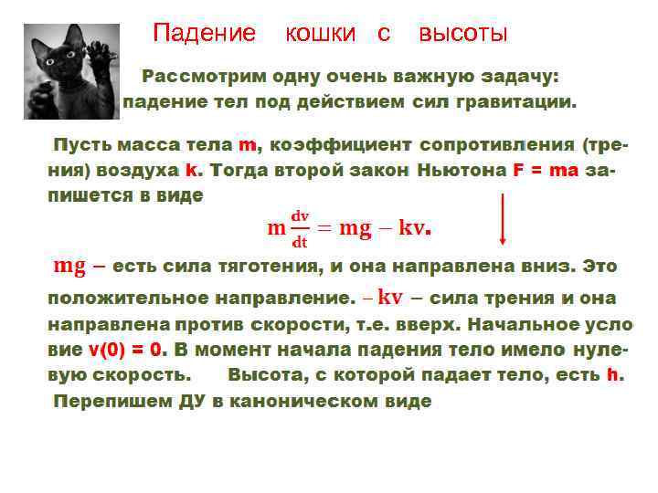   Падение  кошки с  высоты • 
