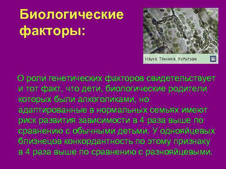  Биологические  факторы:  О роли генетических факторов свидетельствует и тот факт, что