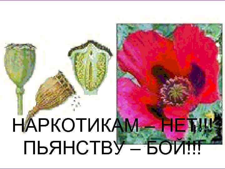НАРКОТИКАМ – НЕТ!!! ПЬЯНСТВУ – БОЙ!!! 
