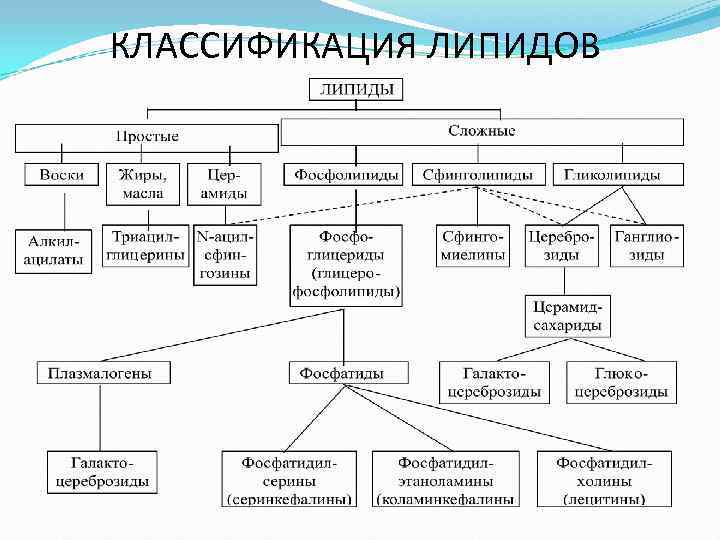 КЛАССИФИКАЦИЯ ЛИПИДОВ 