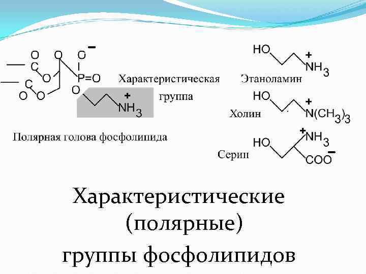  Характеристические  (полярные) группы фосфолипидов 