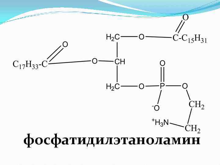 фосфатидилэтаноламин 